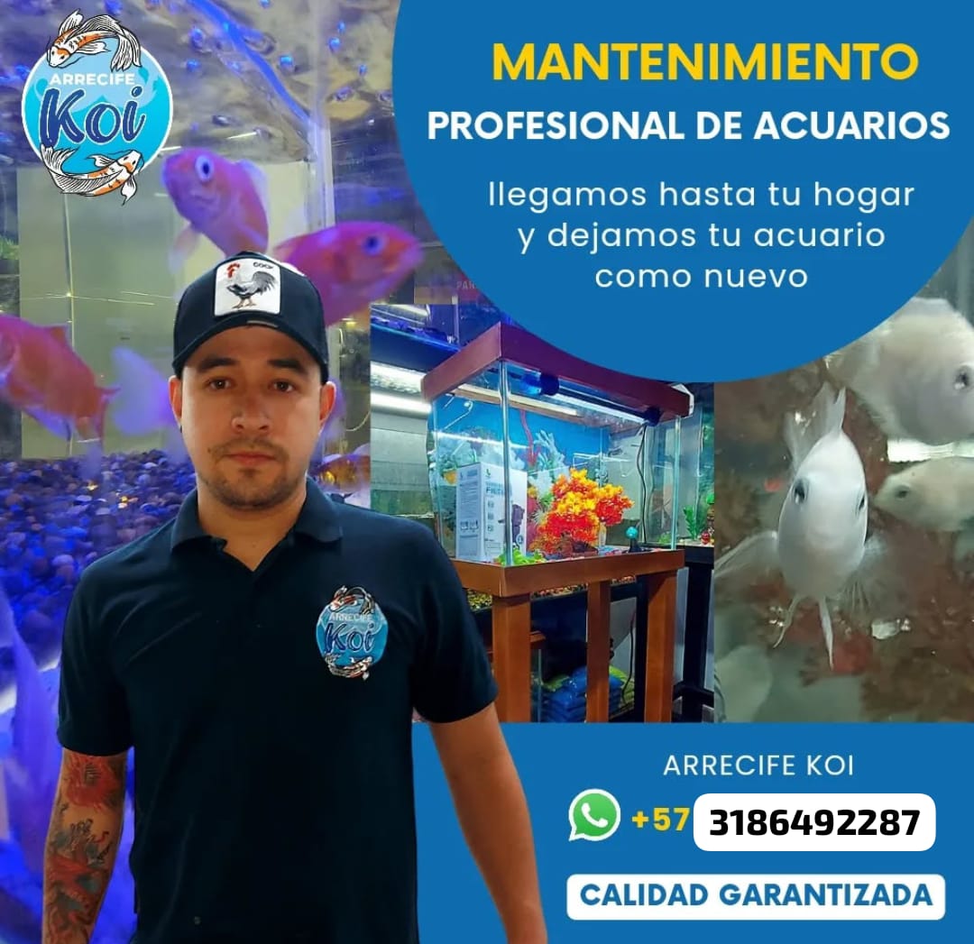 Acuario Niquia Arrecife Koi